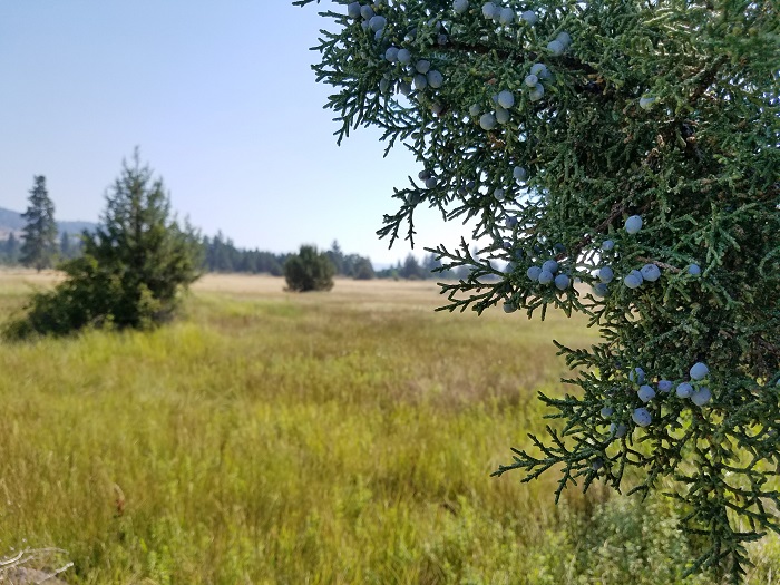 Meadow Restoration Project Coming to Susanville Ranch Park