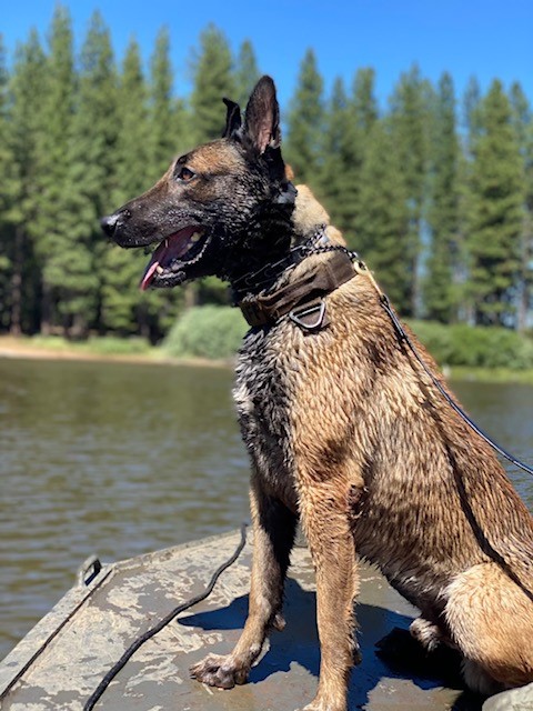 LC Sheriff K9 “Hank” Gets Body Armor Donated