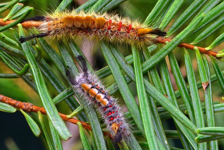 Plumas Public Health Warns of Poisonous Caterpillar at Local Recreation Site