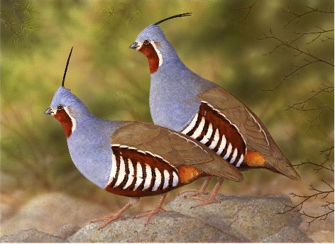 CDFW Wants your Artwork for 2022-2023 Upland Game Bird Stamp