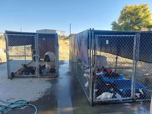 Still full and Still Closed – Lassen County Animal Shelter Update