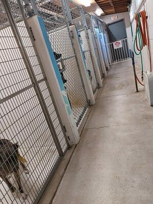 “We are Overwhelmed” Lassen Animal Shelter’s Desperate Cry