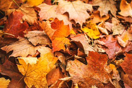 Susanville Begins Annual Leaf Collection