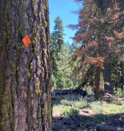 Seeing Orange Diamonds? Modoc NF Marks Trails