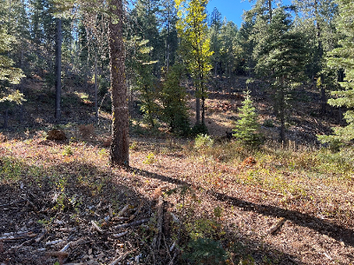 Forest Thinning Project Clears Site for New Skilled Nursing Facility