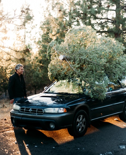 Plumas NF Offers Christmas Tree-Cutting Permits