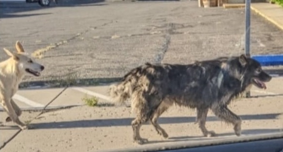 Trapper Confirms Dog Kill, City Discusses Animal Control Shelter in Latest Update on Vicious Dogs in Svl