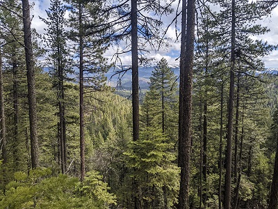 Claremont Resiliency Project Aims to Address Wildfire Crisis Near Quincy