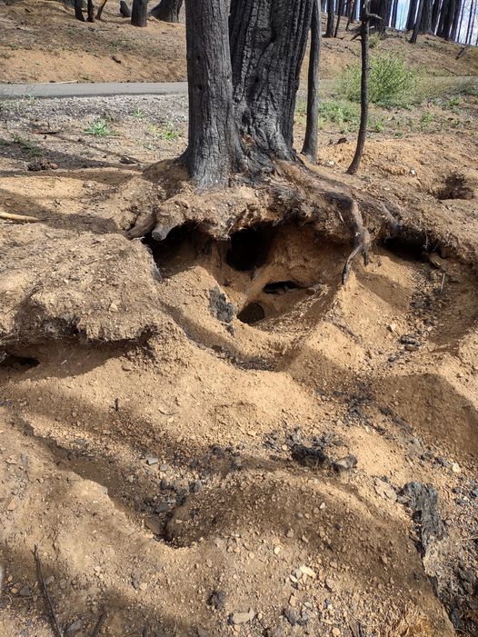 Canyon Dam Boat Launch and Day Use Area Dixie Fire Restoration Work Resumes