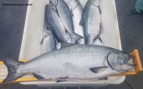 CDFW Provides Nearly $36M for Projects to Save Salmon