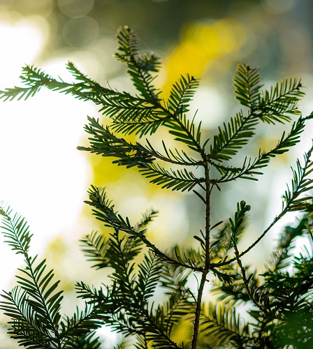 Another1000 Acres to be Replanted on Bald Fire Scar this Spring