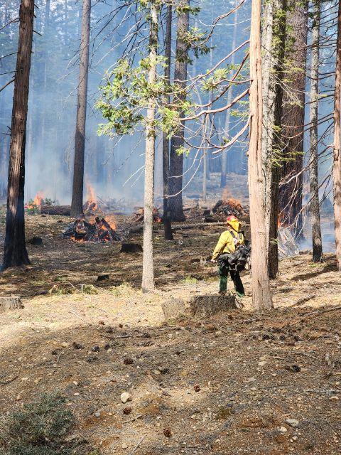 Plumas NF Begins Pile Burns Near Gold Lake & La Porte