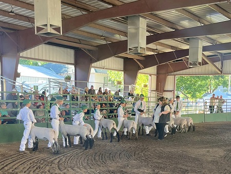 Lassen Jr. Livestock Auction Shatters Record at Fair with Impressive Sales