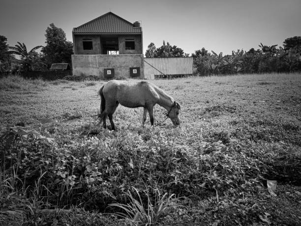 Plumas Eureka State Park is Bringing Back Gold Discovery Day