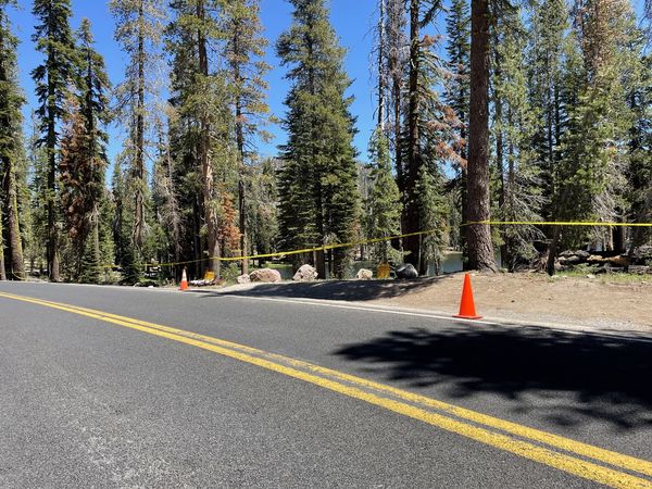 Volcanic Park Plans Intermittent Closures for Hazard Tree Removal