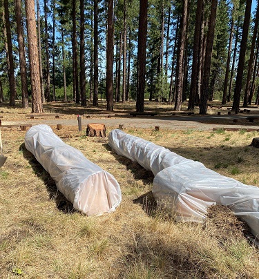Invasive Western Pine Beetles Detected in Eagle Lake Campground Trees, Efforts Underway to Prevent Spread