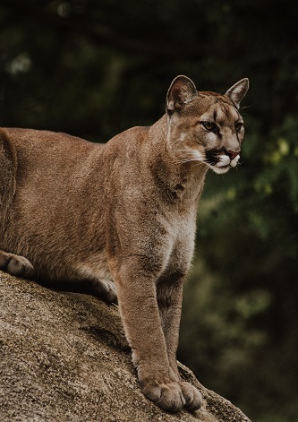 Mountain Lion Terrorizing Outskirts of Susanville
