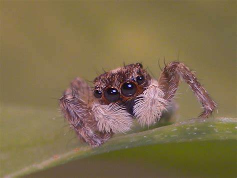 Lassen Community College Hosts Annual Spider Hunt with World-Renowned Expert