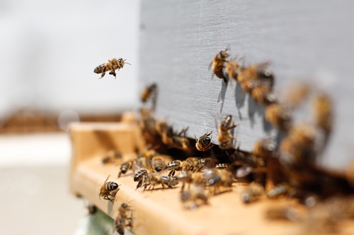 Modoc County Considers Bee Protection Ordinance