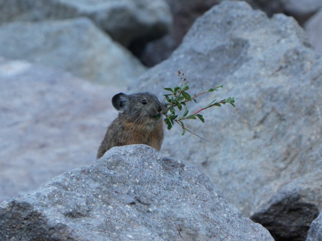 Adopt-A-Pika Returns this Holiday Season