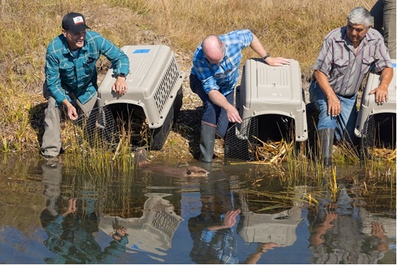 CDFW Releases Beavers Into the Wild for First Time in Nearly 75 Years