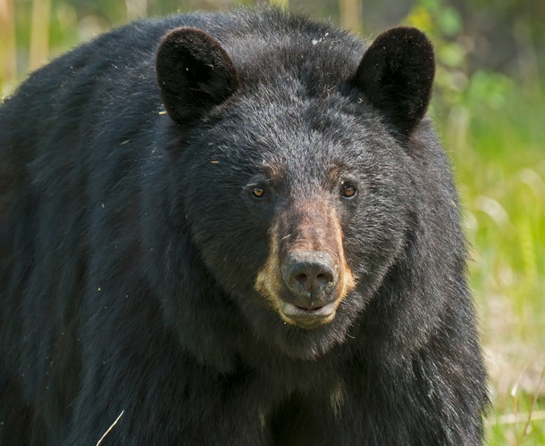 Man Shoots Bear After Being Attacked