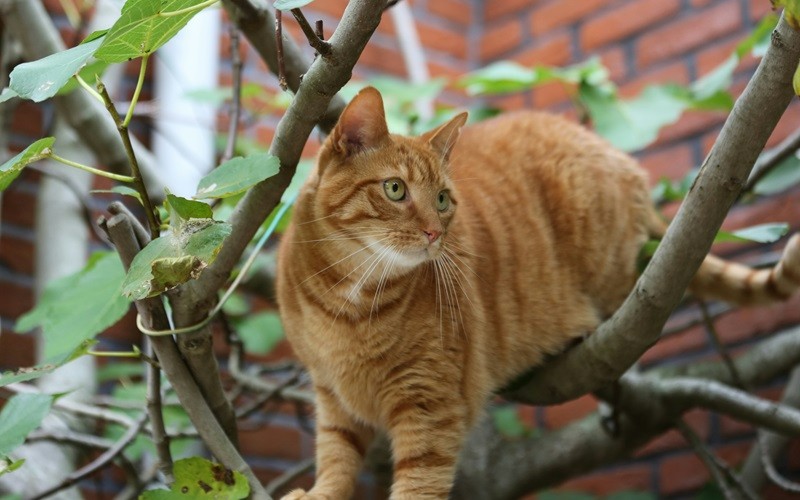 Cat in Eastern Sierra County Tests Positive for Plague – First Case in a Domesticated Cat Since 2011