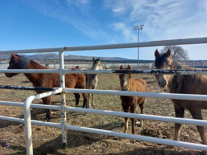 Sheriff’s Office-BLM Rescue 21 Horses from Neglect in Ravendale