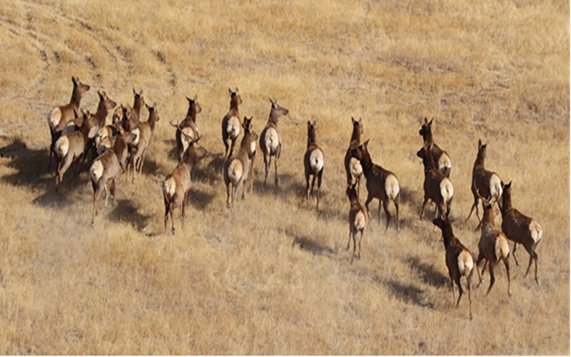 Aerial Surveillance: CDFW Monitors Big Game Population Across Lassen and Modoc Counties