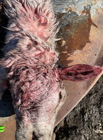 CDFW Confirms 18 Animals Killed in Wolf Depredation Reports: Concerns Rise