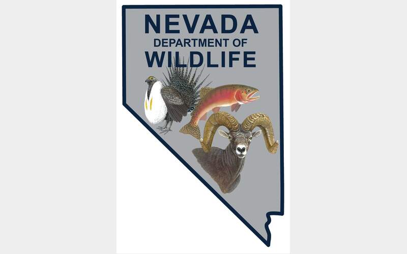 Wolves Spotted in Neighboring Nevada, Though Their Origin Remains Unknown