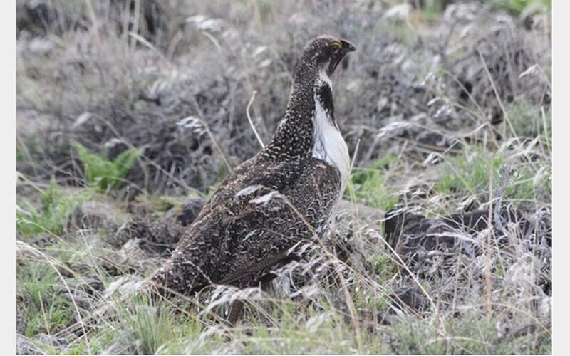BLM Drafts Plan to Rescue Declining Sage-Grouse Populations Amidst Habitat Crisis