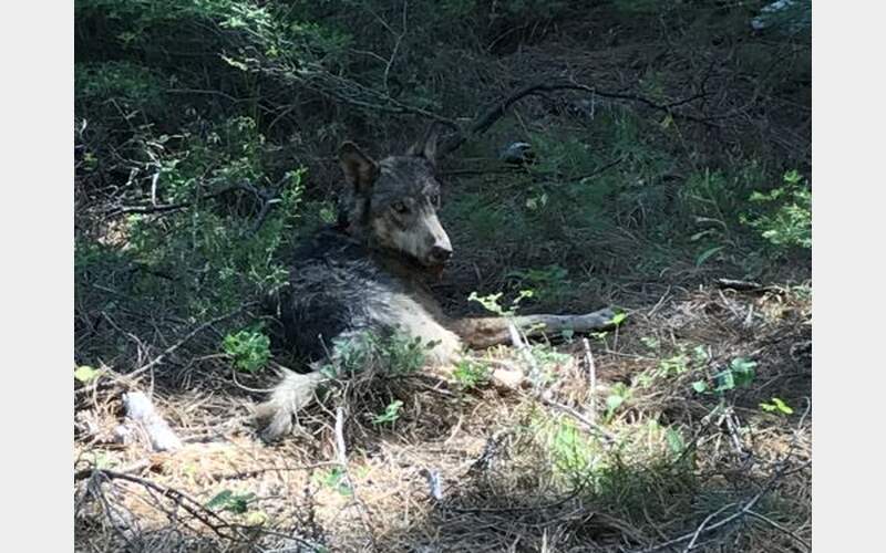 Rising Wolf Numbers: California’s Growing Predator Population; CDFW Explores New Management Strategies