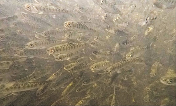 CDFW: Massive Chinook Salmon Fry Die-Off on the Klamath River