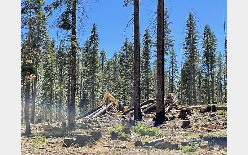Conservation Groups Sue Plumas Forest Supervisor and USFS Over Large-Scale Logging Project
