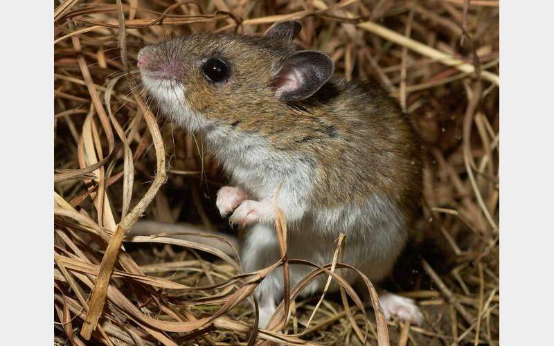 Sierra County Resident Dies After Being Infected by Fatal Disease Carried by Deer Mice