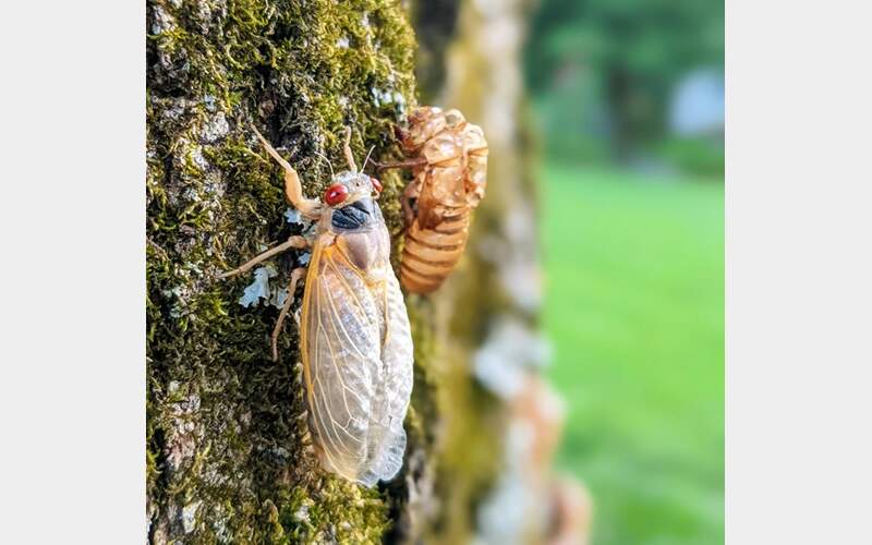 May Will See a Rare Double Brood Cicada Emergence- What Will be the Impact?