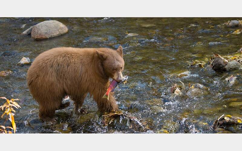 CDFW Releases Anticipated Draft of “Black Bear Conservation Plan” for Managing Populations Across the State