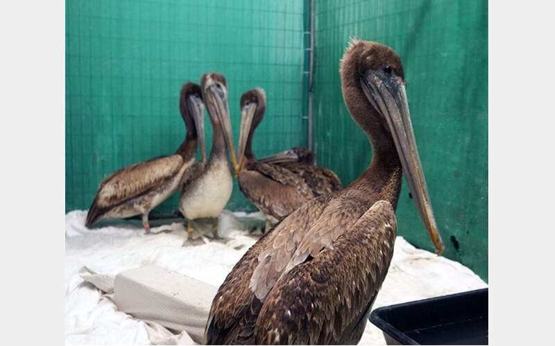 California’s Brown Pelicans Facing Another Crisis: Public Urged to Keep Distance