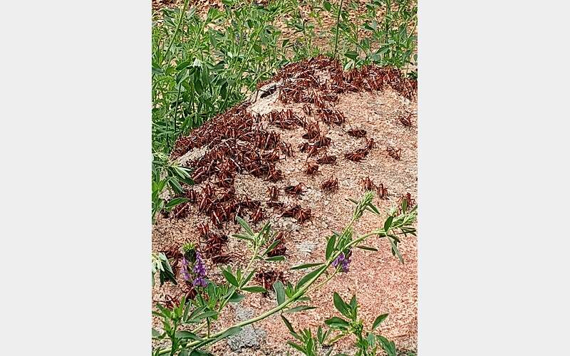 Mormon Crickets are Back Plaguing South County