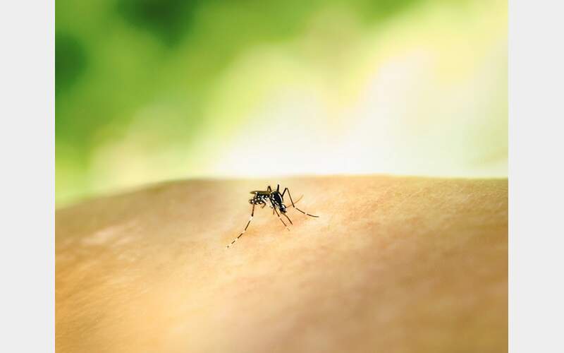 Enjoy the Buzz of Summer not the Bite- Plumas Public Health Warns of Increased Risk of Insect Borne Illnesses