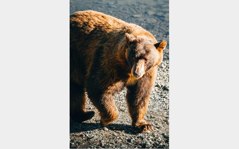 Pathology Report Reveals Downieville Woman Was Mauled to Death by Bear, a First in California