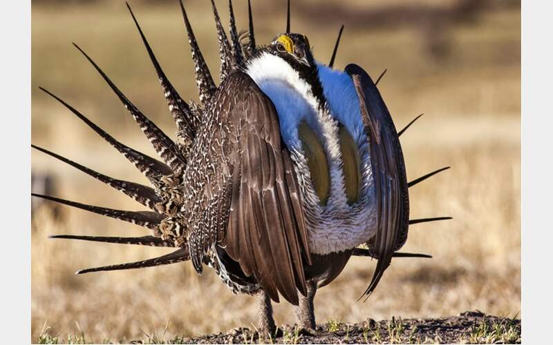 Last Hours to Comment on BLM Draft Environmental Impact Statement for Greater Sage-Grouse Habitat Management Plan