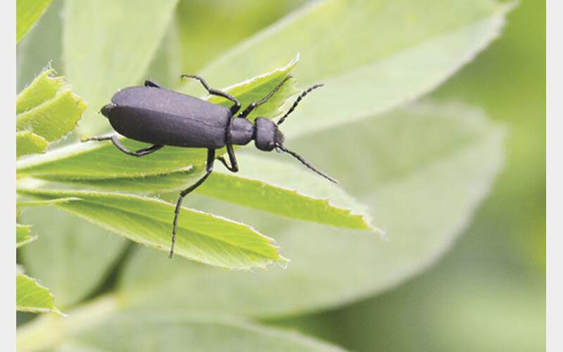 Blister Beetle Confirmed in Plumas and Sierra Counties