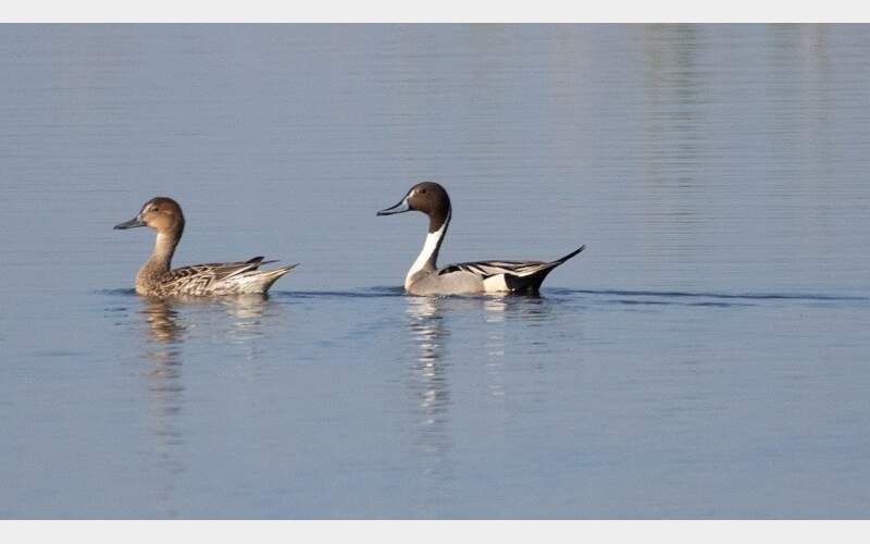 The California Department of Fish and Wildlife (CDFW) has announced the completion of its 2024 waterfowl breeding population survey.