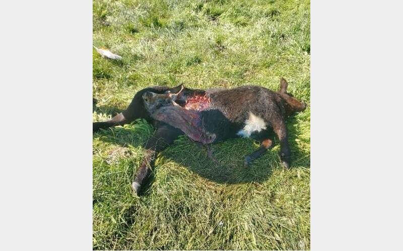 CDFW Reports Spring Wolf-Livestock Depredation Incidents- 8 Confirmed Losses