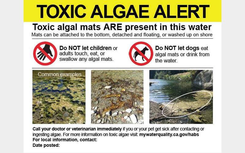 Algae Bloom Alert for Turner Creek: What You Need to Know