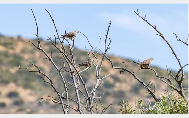 CDFW Wildlife Areas Prepared to Welcome Dove Hunters Sept. 1