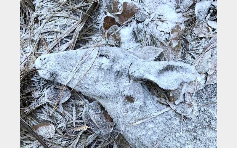 Local Photographer Earns International Acclaim with iPhone-Captured Image