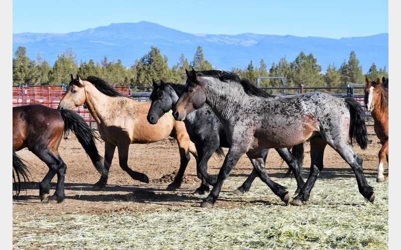 Modoc National Forest Announces October Gathering